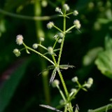 Galium