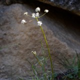 Geyer's desert-parsley - Lomatium geyeri (2)