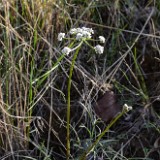 Geyer's desert-parsley - Lomatium geyeri (5)