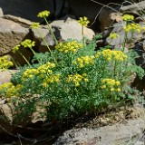 Gray's biscuitroot