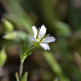 Holosteum umbellatum - Jagged chickweed (introduced)