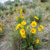 Hookers-balsamroot