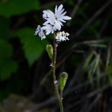 Lithophragma parviflorum - Smallflower woodland star