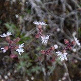 Lithophragma tenellum - Slender prairie star