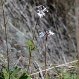 Lithophragma-parviflorum-Smallflower-woodland star-1