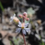 Lithophragma-parviflorum-Smallflower-woodland star-3