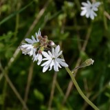 Lithophragma-parviflorum-Smallflower-woodland star-4