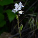 Lithophragma-parviflorum-Smallflower-woodland-star