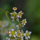 Micranthes fragosa - Clayton's saxifrage (2)