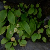 Micranthes fragosa - Clayton's saxifrage