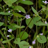 Miner's lettuce (6)