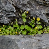 Monkey flower