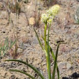 Panicled death-camas  Toxicoscordion paniculatum (3)