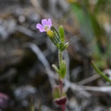 Pink microsteris, slender phlox - Microsteris gracilis (2)