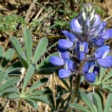 Prairie Lupine1