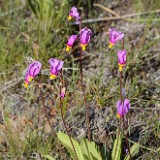 Primula pauciflora - Pretty shooting star3