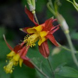 Red columbine - Aquilegia formosa (2)