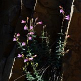 Richardson's penstemon (2)