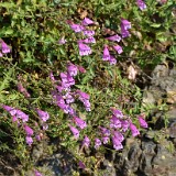 Richardson's penstemon (4)