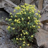 Rock buckwheat