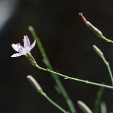 Rush skeletonplant - Lygodesmia juncea (2)