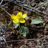 Sagebrush buttercup (2)