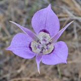 Sagebrush mariposa lily (2)