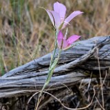 Sagebrush mariposa lily