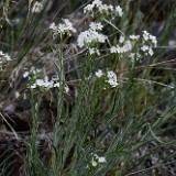 Sagebrush stickseed (2)