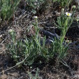 Shaggy fleabane - Erigeron pumilus