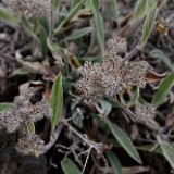 Silver-leaf Phacelia (2)