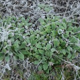 Silver-leaf Phacelia - Phacelia hastata