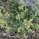 Silver-leaf Phacelia