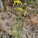 Slender hawksbeard