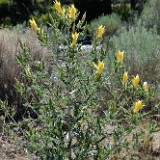 Smoothstem blazing-star - Mentzelia laevicaulis