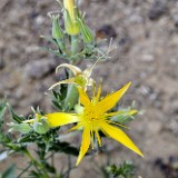 Smoothstem blazing-star