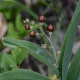 Star-flowered Solomon's seal (3)