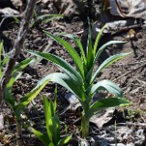 Star-flowered Solomon's seal (4)