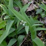 Star-flowered Solomon's seal