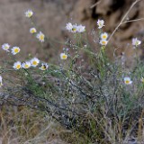 Threadleaf fleabane