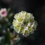 Thyme-leaf wild buckwheat (5)