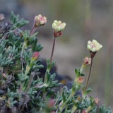 Thyme-leaf wild buckwheat (6)