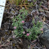 Thyme-leaf wild buckwheat