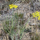 Triternate biscuit-root - Lomatium triternatum