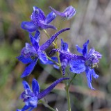 Upland larkspur