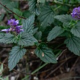 Western giant-hyssop