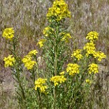 Western wallflower