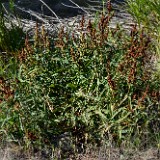 Willow dock - Rumex salicifolius