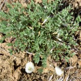 Woollypod milk-vetch (1)