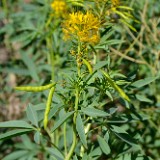 Yellow beeplant - Peritoma lutea